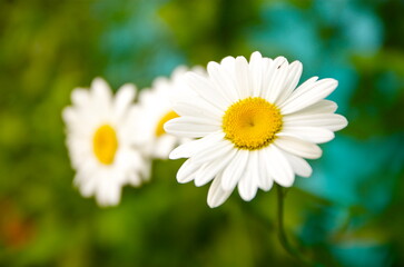 flower with leaves and green background