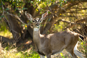 Portrait of a California Mule Deer (Odocoileus hemionus californicus). Deer in his natural habitat.