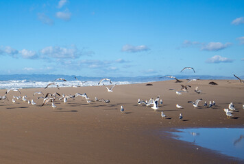 Seagulls flying low and taking off at Santa Maria river at the Rancho Guadalupe Sand Dunes Preserve...
