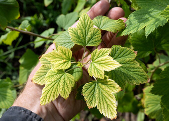 Man hand holds weakened plant with yellow leaves and streaks indicating mineral deficiency. lack of...