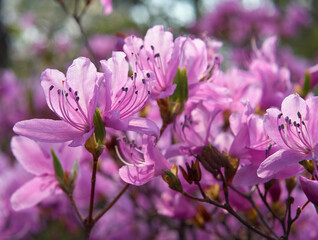 Obraz premium Purple Rhododendron flowers in the back light. Japan