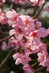 Pink cherry sakura blossom in spring. Japan
