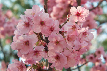 Pink cherry sakura blossom in spring. Japan