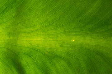 Green leaf veins textures for backgrounds and wallpaper. Texture background. Abstract background....