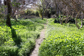 summer garden 