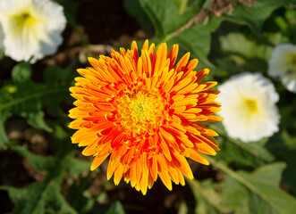 upper view of the gerbera flower in the garden