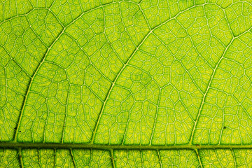 Detailed green leaf veins textures for backgrounds and wallpaper. Texture background. Abstract background. Macro photography. Close up
