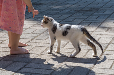 A little barefoot girl and a fluffy white-gray kitten get to know each other in the park in summer. close-up, the girl is partially visible. The first cautious acquaintance. Geometric tile background.