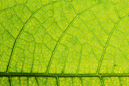 Detailed green leaf veins textures for backgrounds and wallpaper. Texture background. Abstract background. Macro photography. Close up