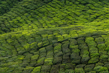Beautiful green color of Tea farm at Cameron Highlands in Pahang, Malaysia during sunrise