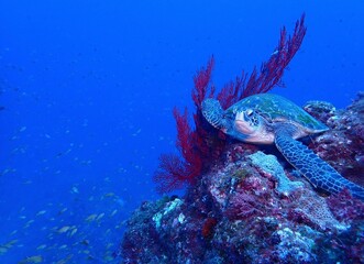 green sea turtle