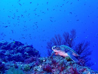 Fototapeta premium green sea turtle
