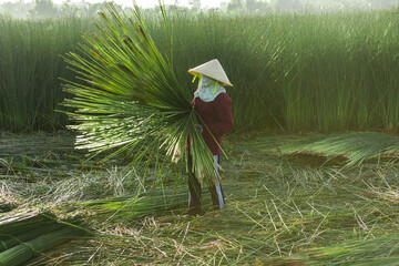 Farmers are harvesting Lepironia articulata in the floodplain of the Mekong Delta. Lepironia...