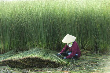 Farmers are harvesting Lepironia articulata in the floodplain of the Mekong Delta. Lepironia...