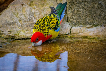 Eastern rosella. Australian parrot drinking at water's edge.