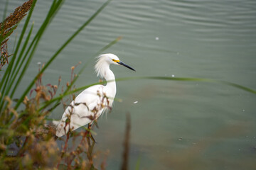 Snowy egret (Egretta thula) stands in the shallow water of the lake and waits for prey.