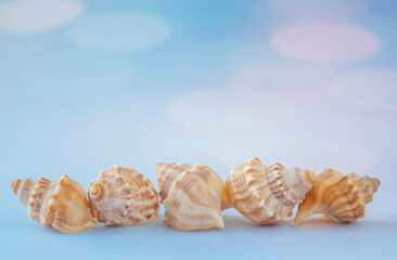 Close Up of Line of Shells on a Blue Background with Copy Space