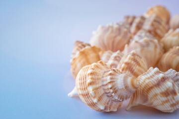 Close-Up of Collection of Shells on Blue Background with Selective Focus and Copy Space
