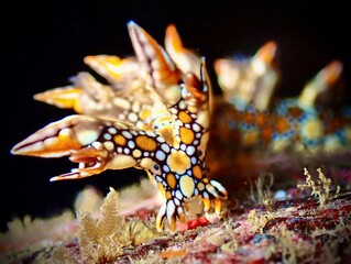 nudibranch