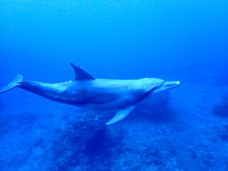 Obraz na płótnie Canvas dolphin