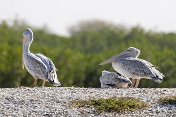 Drei Rötelpelikane im Nationalpark Somone Delta auf einer Muschelsandinsel