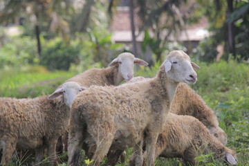 Fototapeta premium selective focus of the grumpy goat who is looking for grass food in the fields