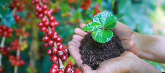 banner plantation coffee tree with farmer hand in farm.harvesting Robusta and arabica  coffee...
