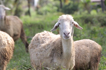 selective focus of the grumpy goat who is looking for grass food in the fields