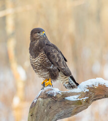 Common Buzzard - Buteo buteo - in winter at a wet forest