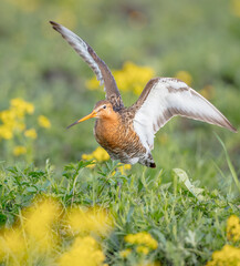 The black-tailed godwit - Limosa limosa - adult bird at a wet fields in late spring