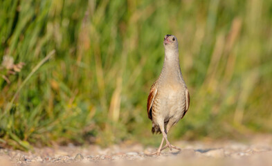 Corn crake - Crex crex - male bird at a meadow in the beginning of the summer
