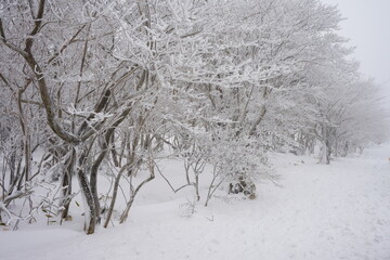 trees covered with snow