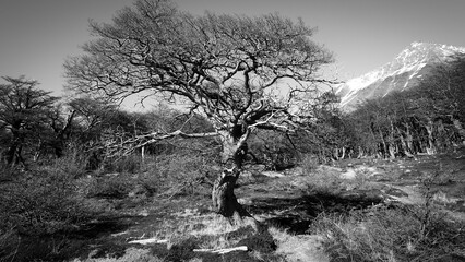 Dry tree before the forest and mountain