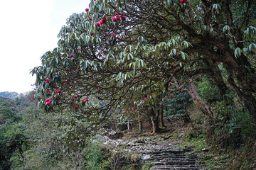 Fototapeta premium Full bloom of Rhododendron tree with cloudy blue sky, National flower of Nepal