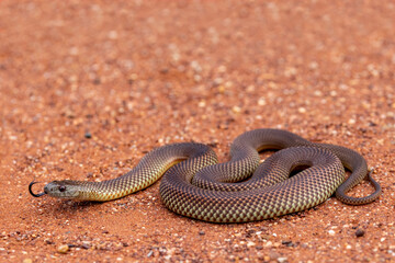 Australian Mulga or King Brown Snake flickering it's tongue