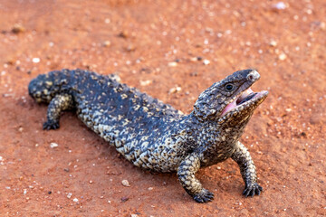 Australian Shingle-back Lizard with mouth open showing it's blue tongue