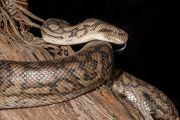 Murray Darling Carpet Python flickering it's tongue