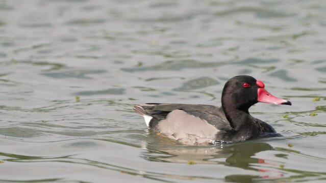 Red beaked duck, rosy-billed pochard, netta peposaca, swimming on a river stream while turning its head around looking and observing its surrounding, wildlife telephoto zoom shot.