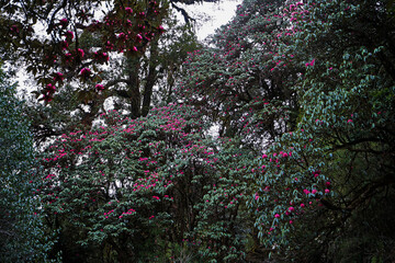 Full bloom of Rhododendron tree with cloudy blue sky, National flower of Nepal