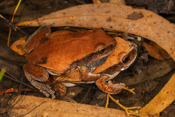 Fototapeta premium Australian Desert Tree Frogs in amplexus