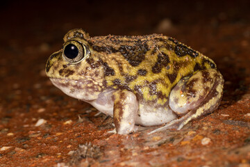 Sudell's Frog looking for food at night