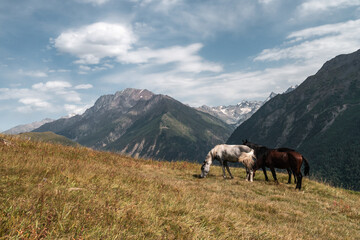 Fototapeta na wymiar Wild horses graze on a mountain meadow. Summer day. Elbrus region