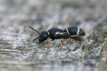 Closeup on a small black and white potter wasp, Microdynerus exilis, sitting on a piece of wood