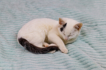 White cat on a bed at home