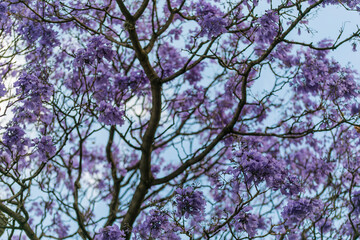 Spring Jacarandas
