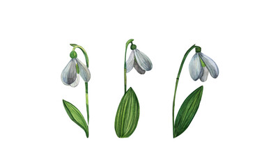 A set of spring white snowdrops, Watercolor white flowers for postcards, spring background, the first delicate botany