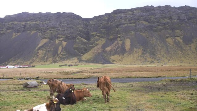 Herd of cows resting on a field by a road in a valley in Iceland.
