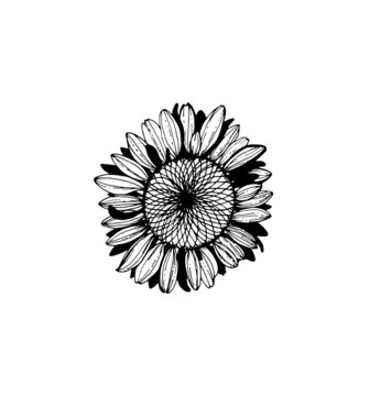 sunflower, flower in black and white graphics sun flower, gerbera