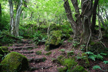 old trees and mossy rocks in deep forest