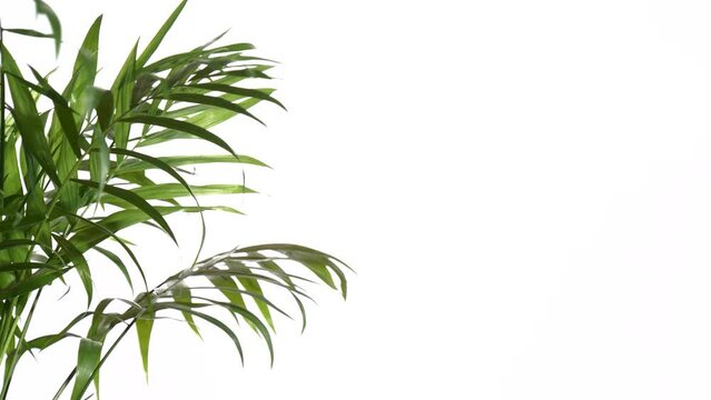 Closeup green palm tree leaves isolated on white background. Nature frame decor.